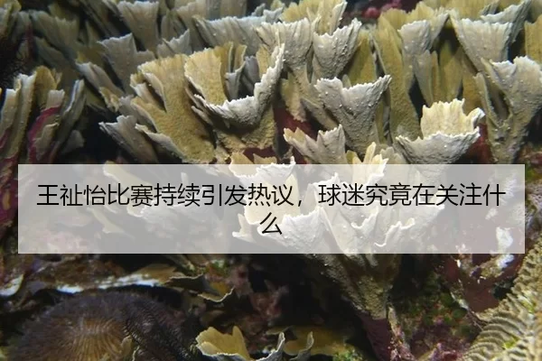 wang-zhi-yi-bi-sai-chi-xu-yin-fa-re-yi-qiu-mi-jiu-jing-zai-guan-zhu-shen-me-2-608.jpg